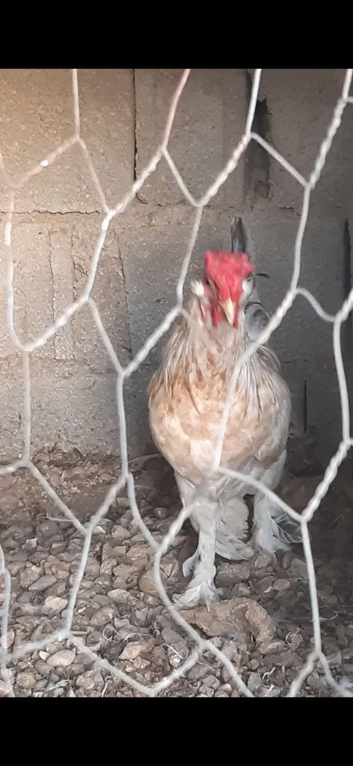 خروس محلی چهل تاج|حیوانات مزرعه|آبپخش, |دیوار