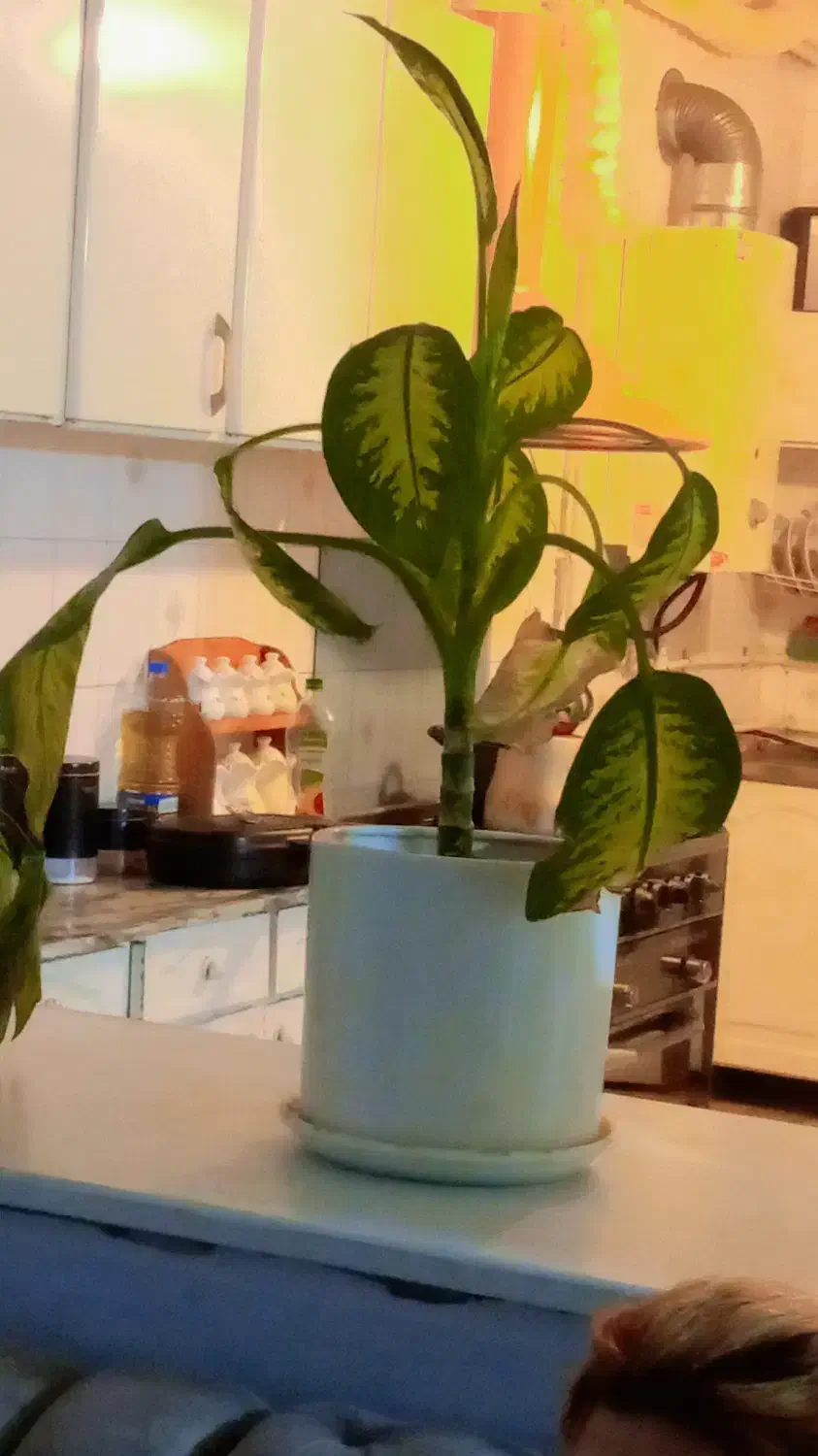 گل ها|گل و گیاه طبیعی|سنندج, |دیوار