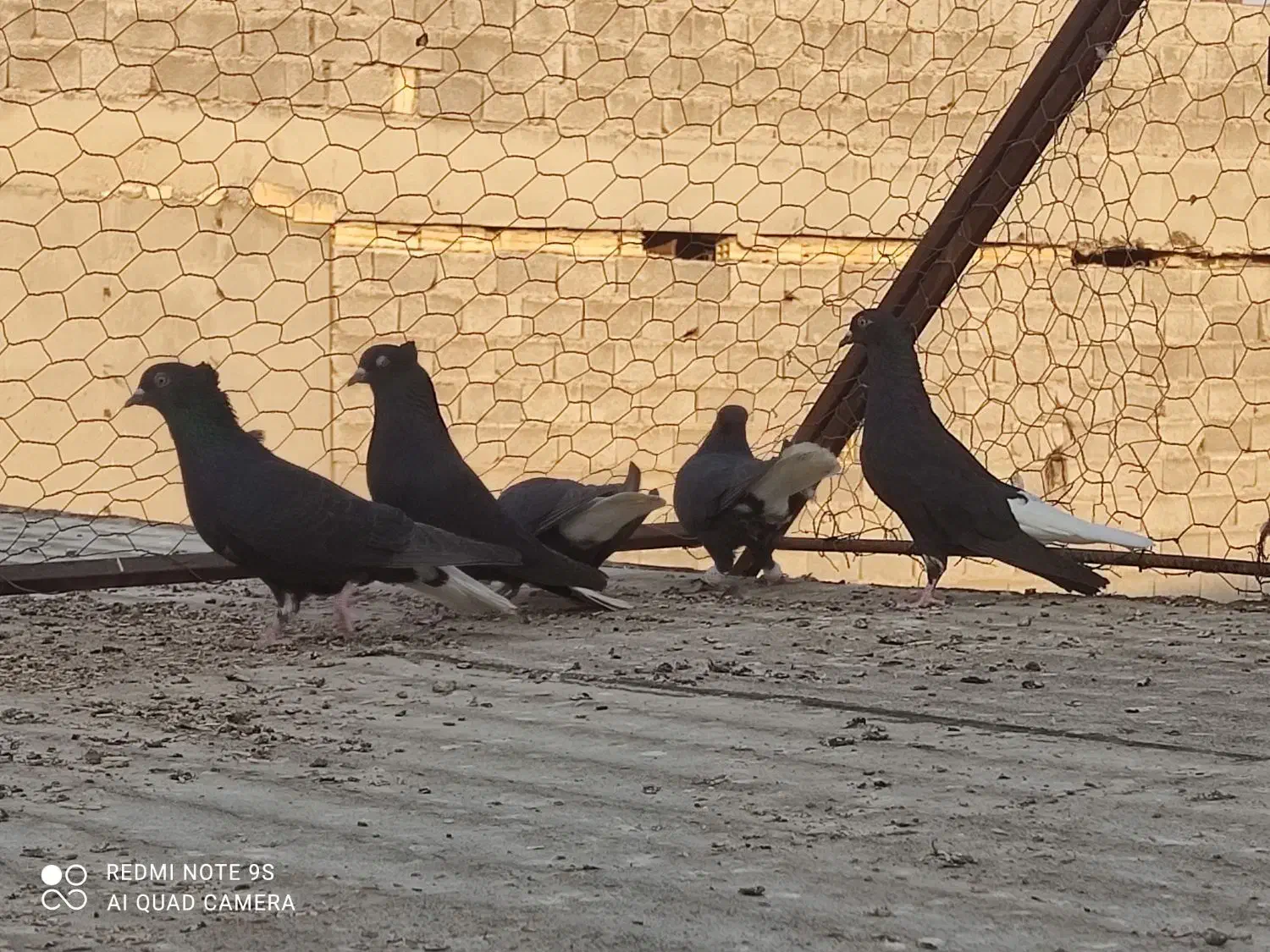 دم سفید|پرنده|برازجان, |دیوار