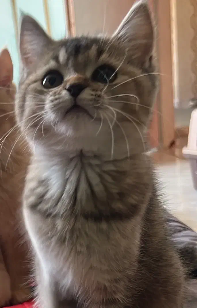 فروش گربه پرشین اسکاتیش|گربه|بندرعباس, |دیوار