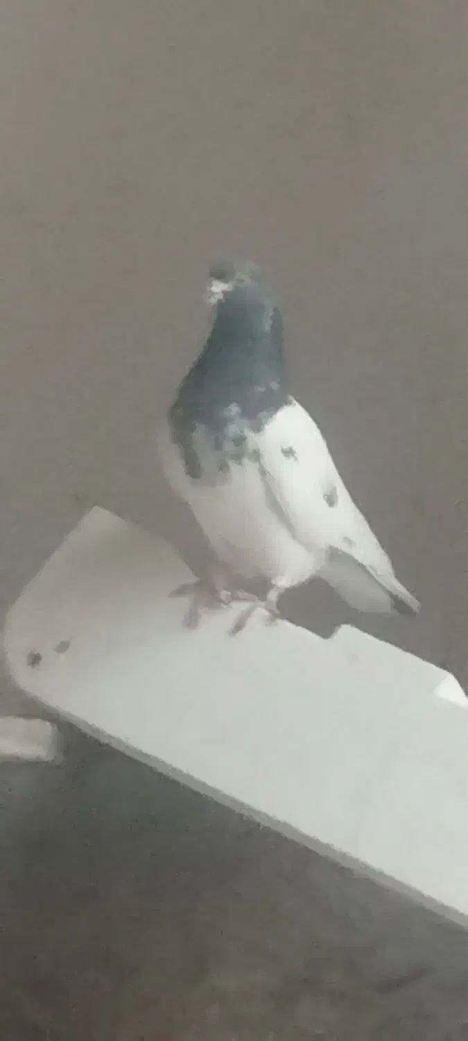 اول پایین را بخوان|پرنده|میاندوآب, |دیوار