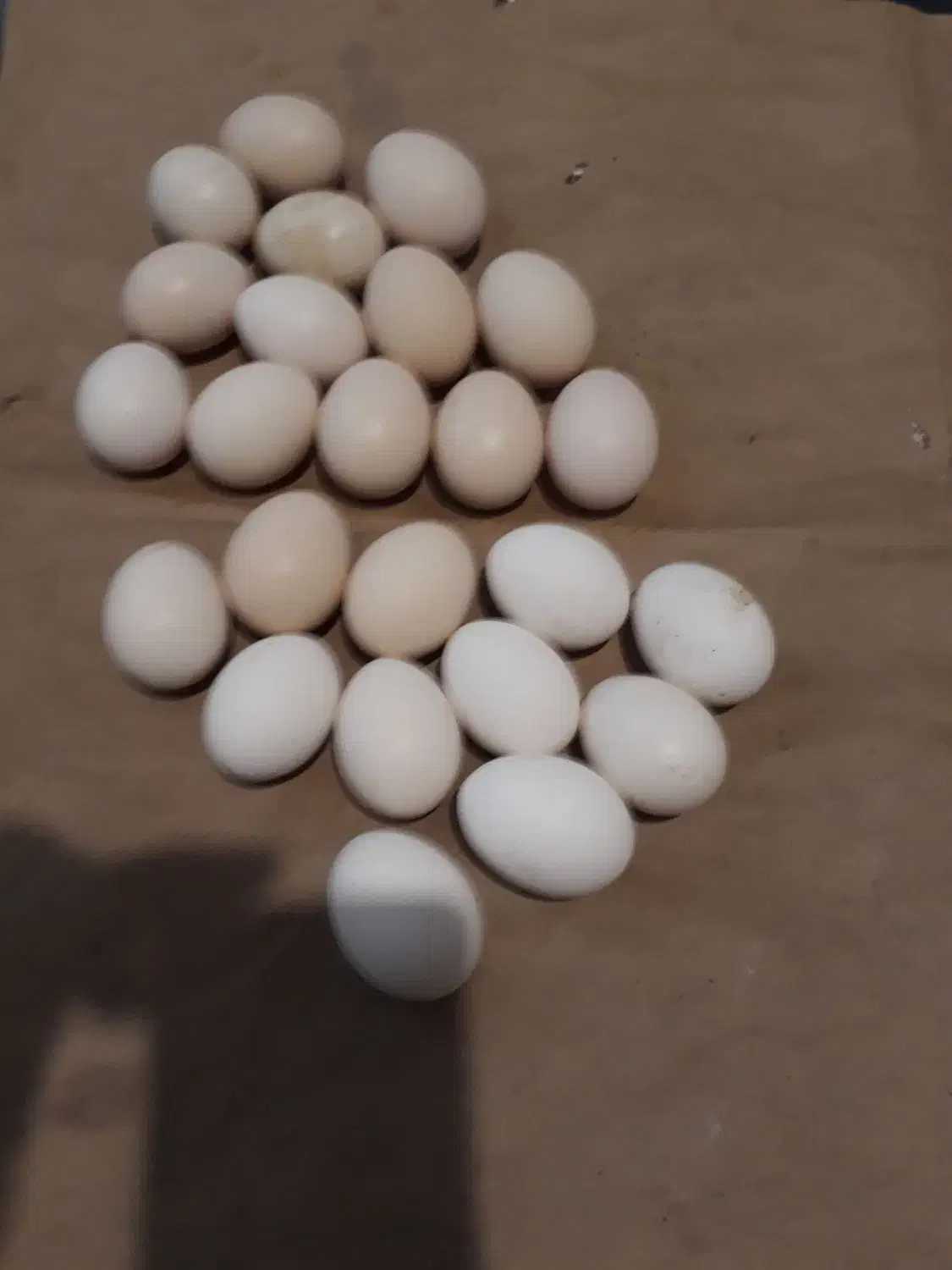 تخم مرغ نطفه دار مینیاتوری|حیوانات مزرعه|اردبیل, |دیوار