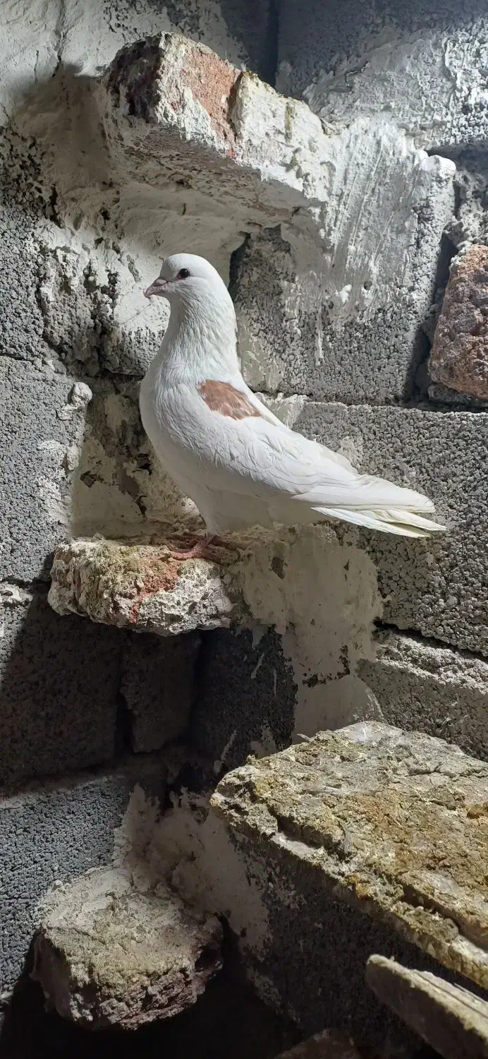 کبوتر نر ی کت|پرنده|اردبیل, |دیوار