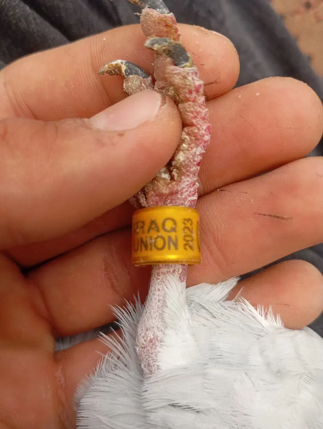 مسافتی|پرنده|سنندج, |دیوار