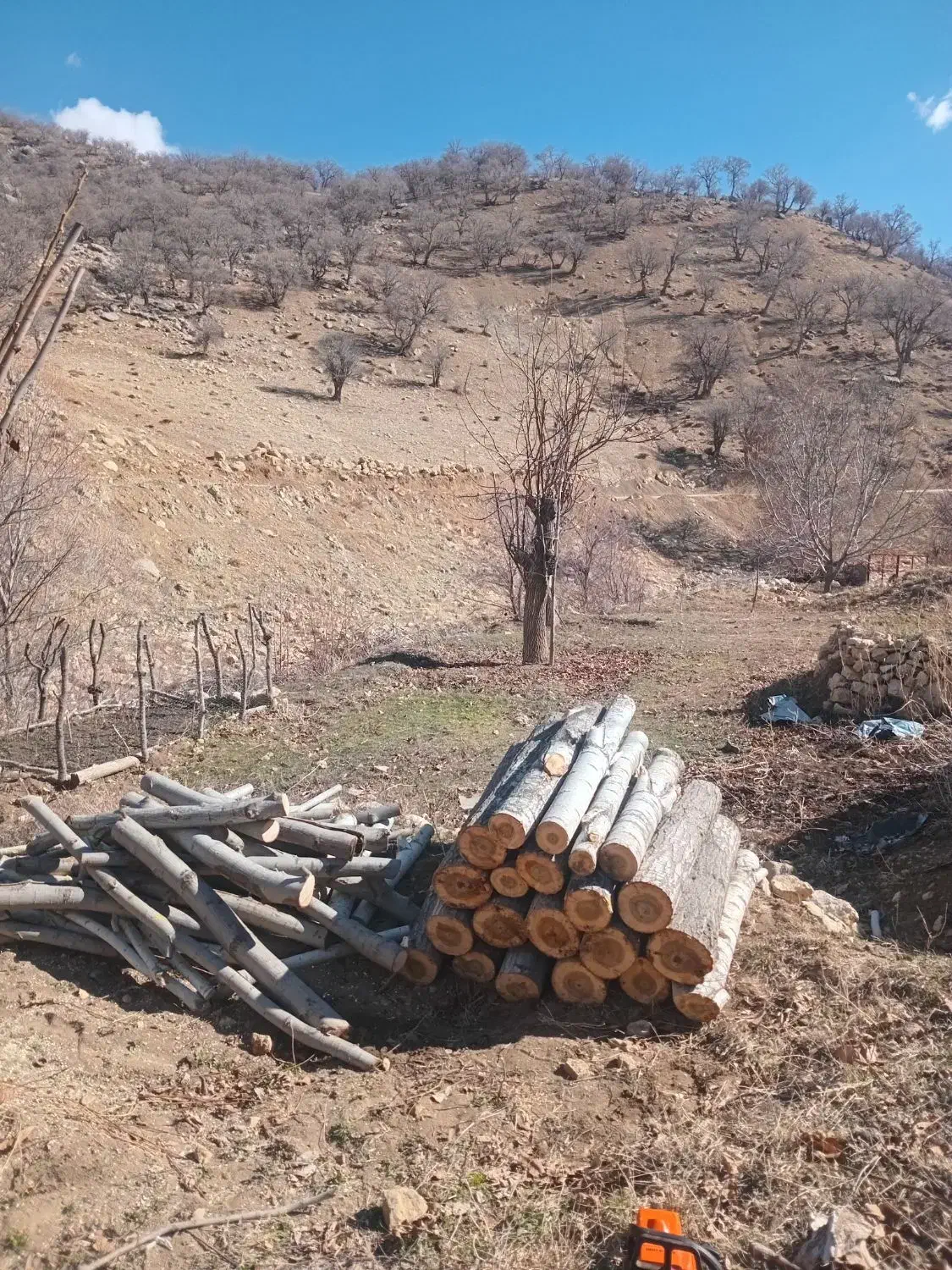 خریدار چوب درختان شما|خدمات باغبانی و درختکاری|یاسوج, |دیوار