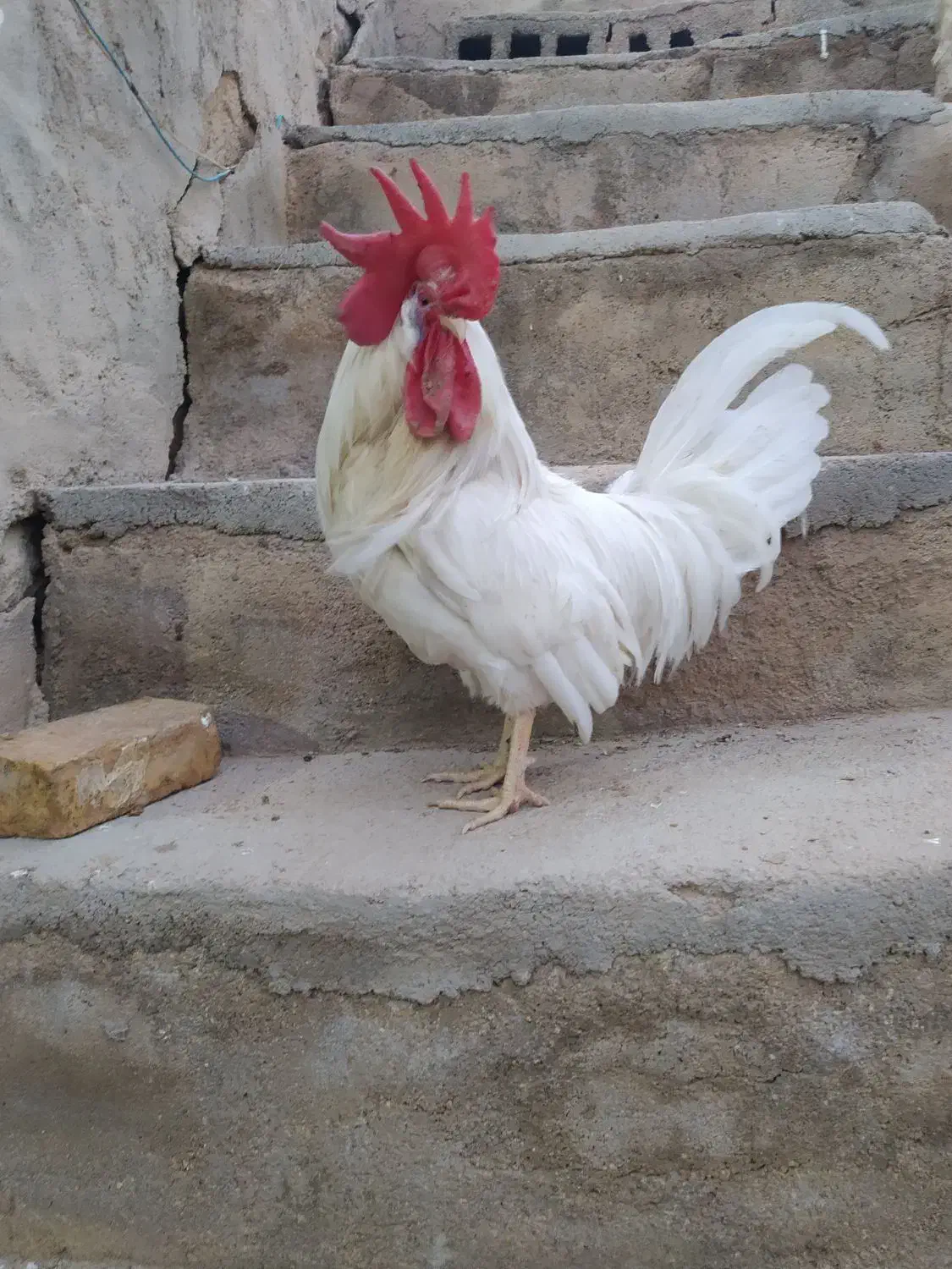 خروس محلی|حیوانات مزرعه|گرمخان, |دیوار