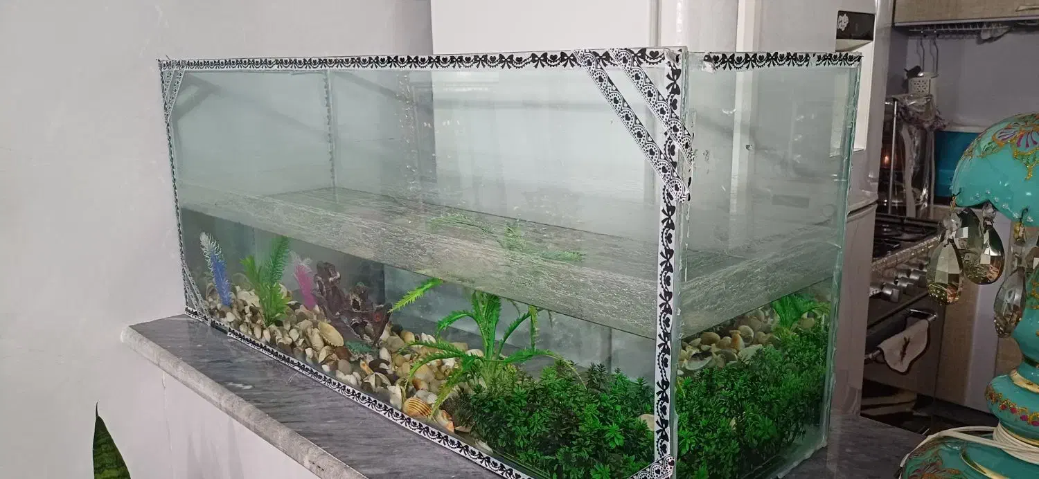 اکواریوم|ماهی|خوی, |دیوار