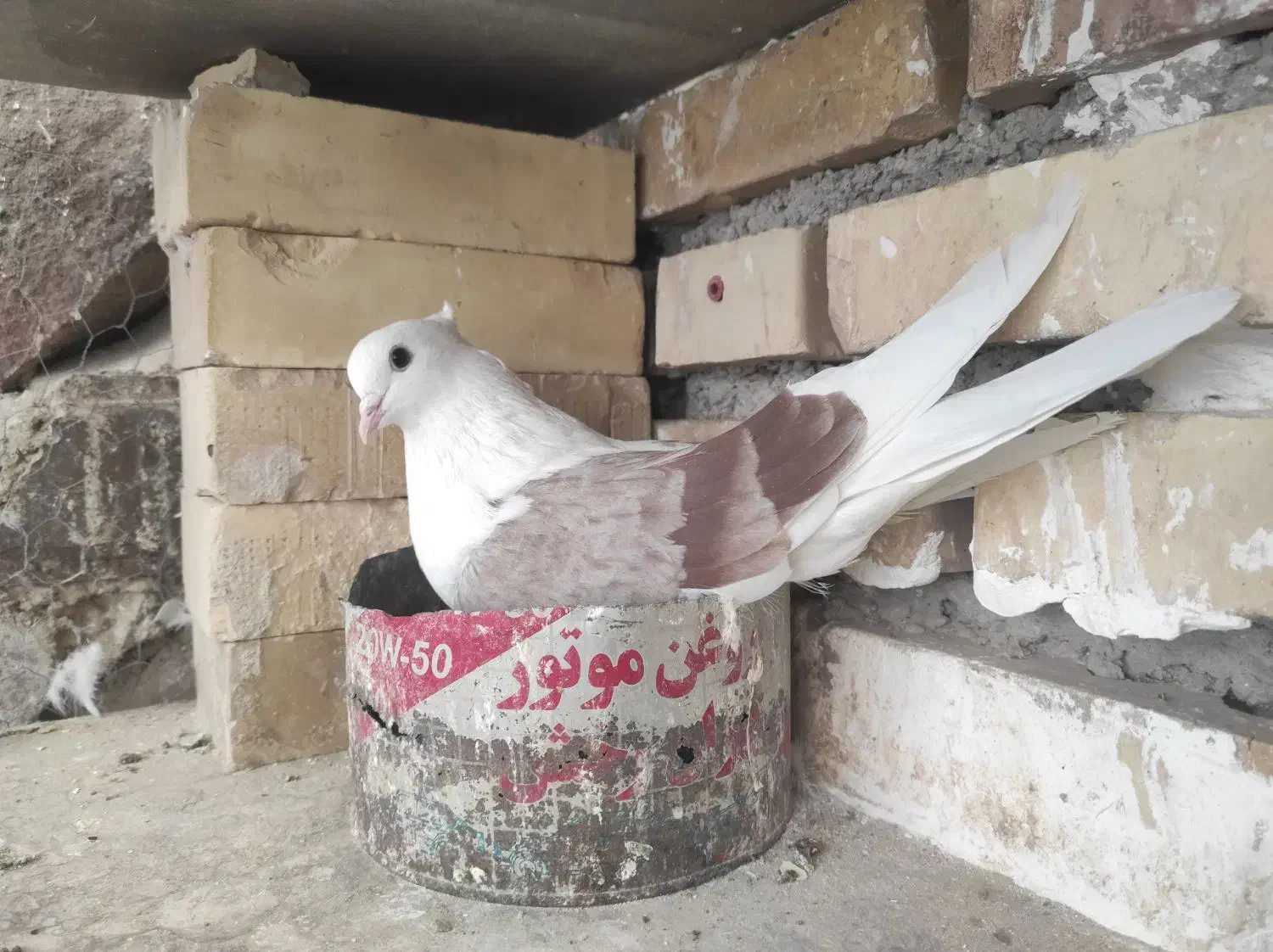 کبوتر دوبالی و شازده|پرنده|شهمیرزاد, |دیوار