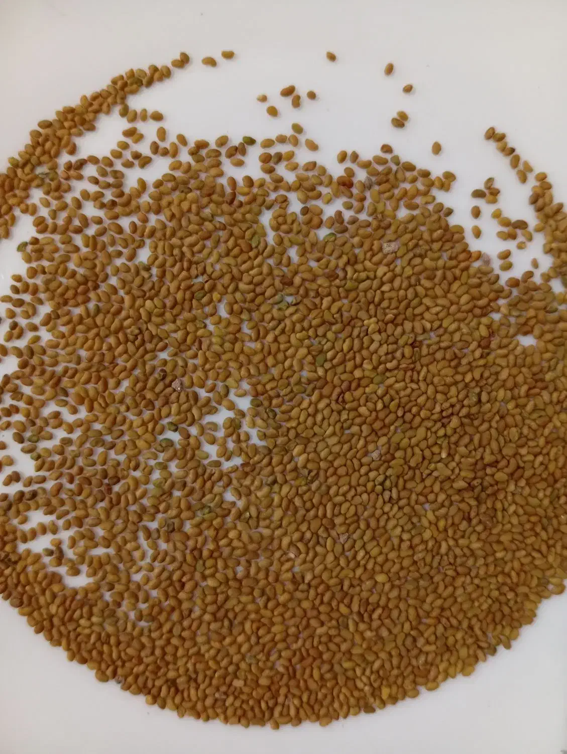 بذر|عمدهفروشی|شراء, |دیوار