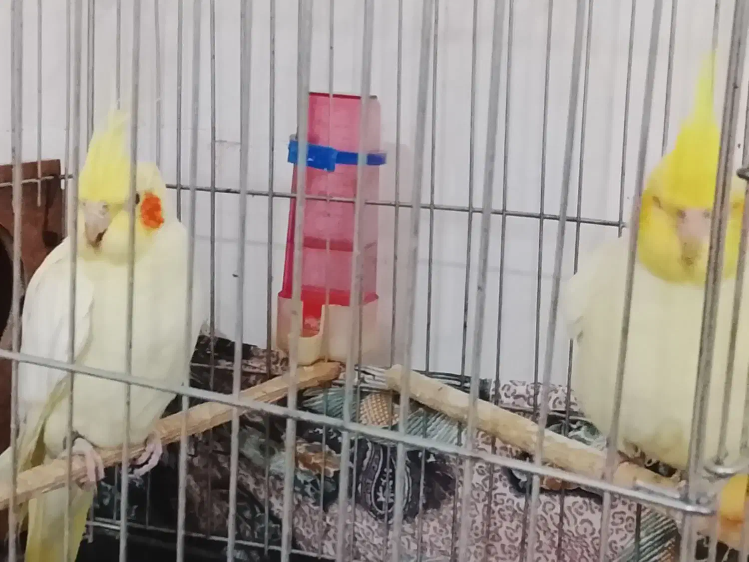 عروس هلندی|پرنده|شوش, |دیوار