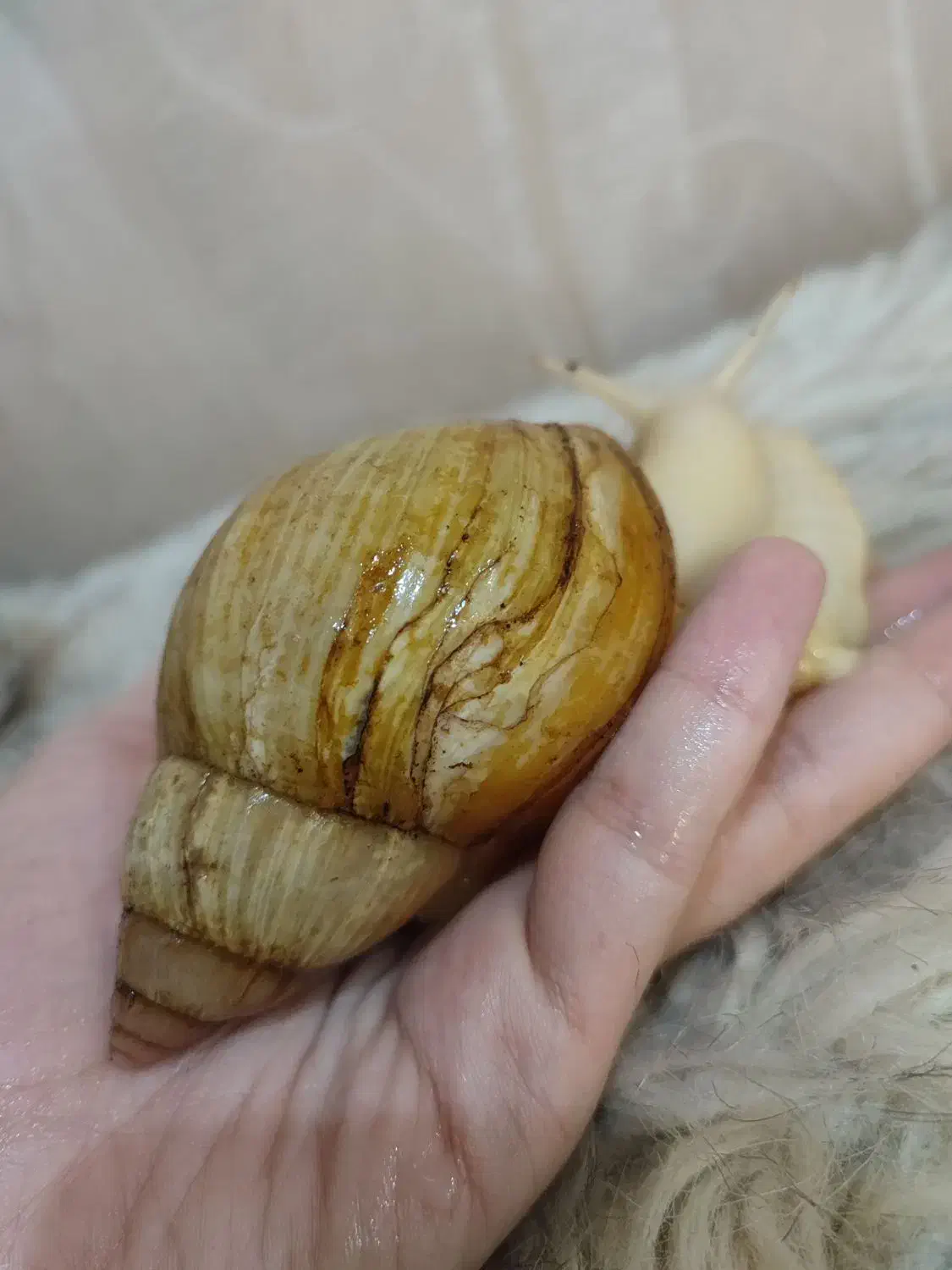 حلزون|خزنده|تهران, فلاح|دیوار