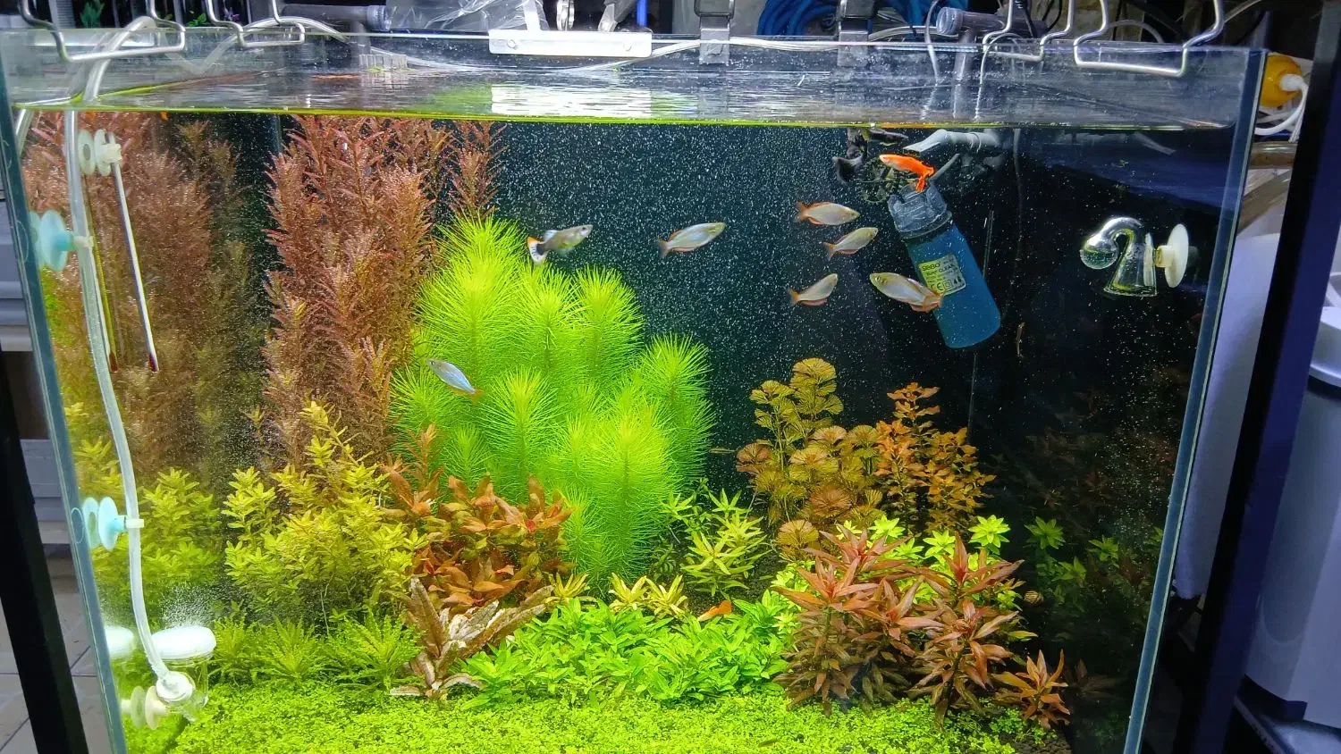 ماهی و تجهیزات و آکواریوم و غذای ماهی|ماهی|اردبیل, |دیوار