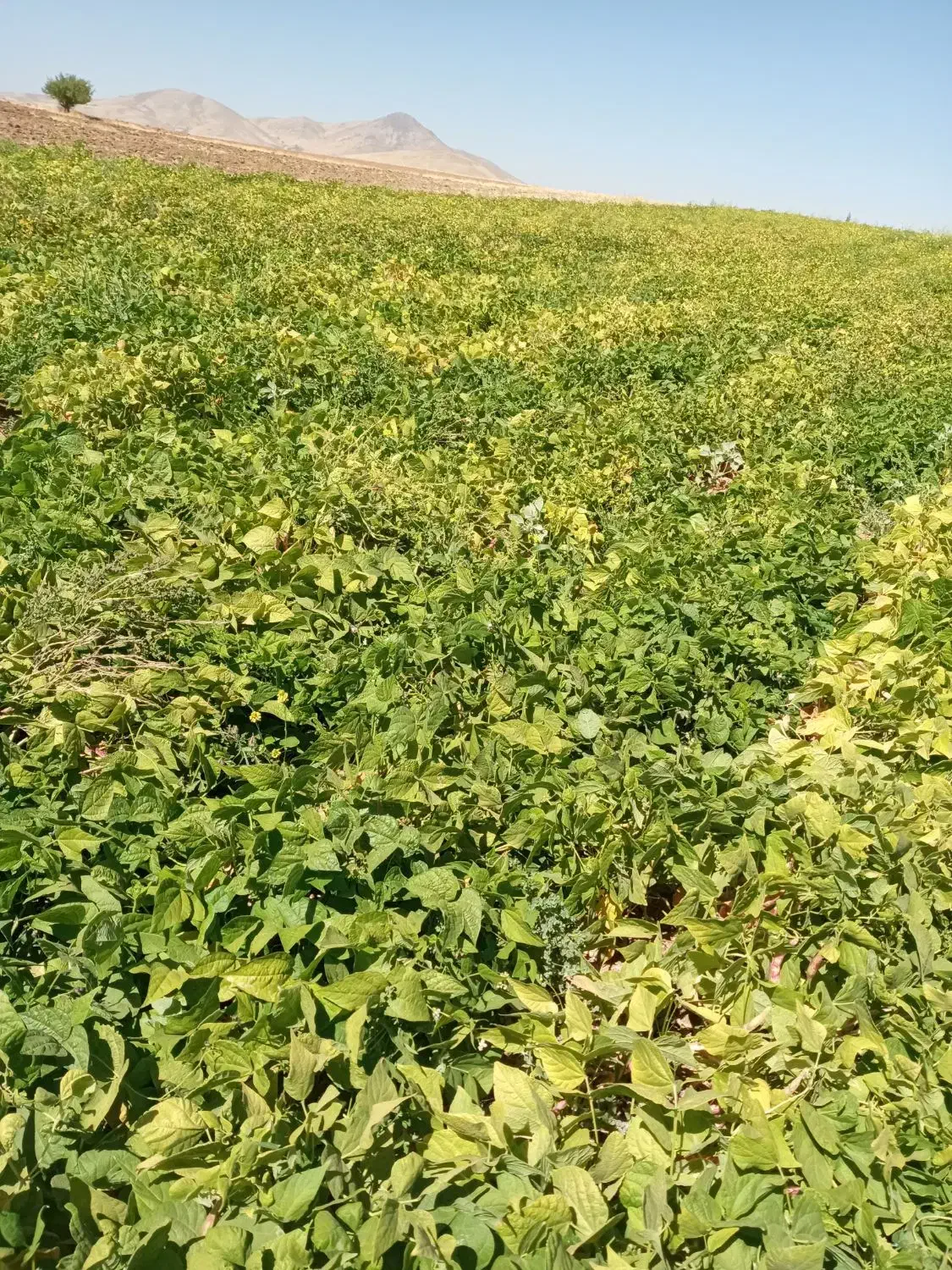 لوبیا چیتی لوکس و‌درجه یک|خوردنی و آشامیدنی|دهگلان, |دیوار