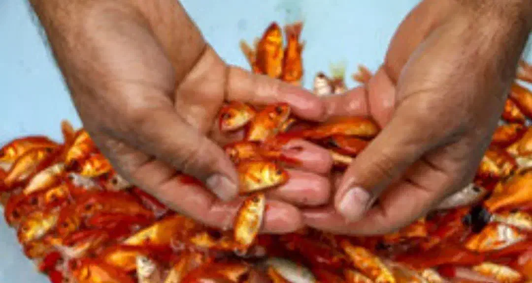 انواع ماهی گلدفیش شب عید و ماهی قرمز|ماهی|آمل, |دیوار