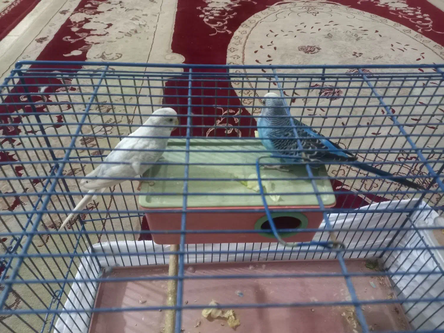 ی جفت مرغ عشق|پرنده|پاکدشت, پاکدشت (مامازند)|دیوار