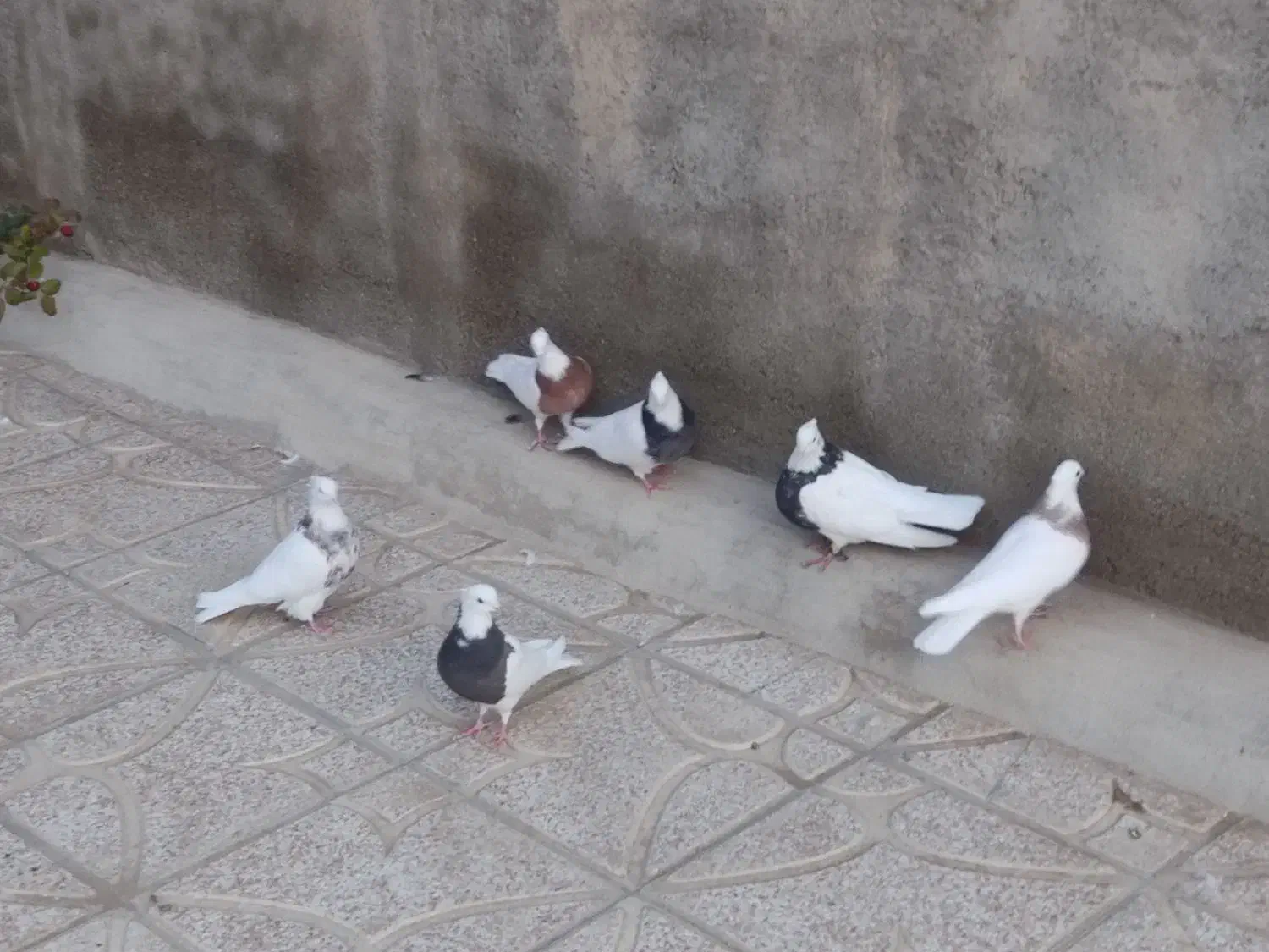 کبوتر طوقی|پرنده|کبودرآهنگ, |دیوار