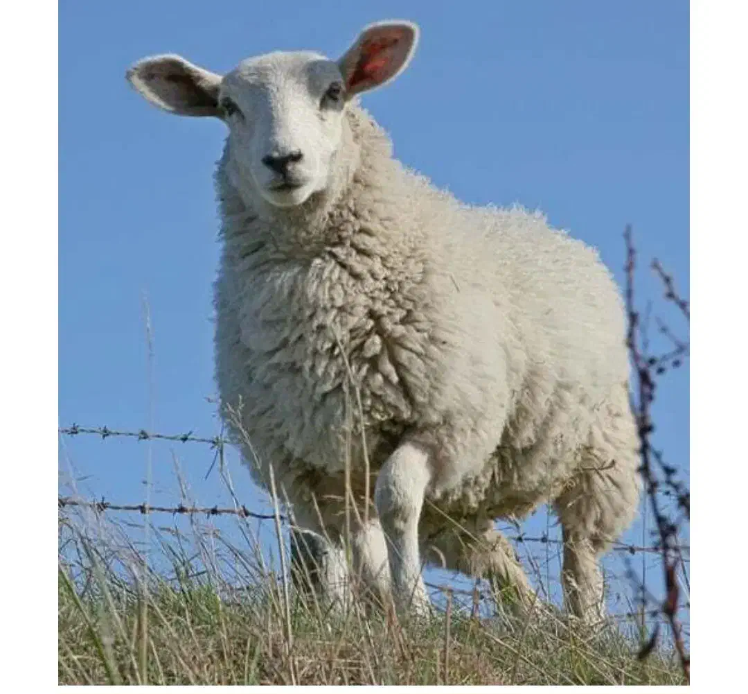 بره نر پروار شده|حیوانات مزرعه|رودبار, |دیوار