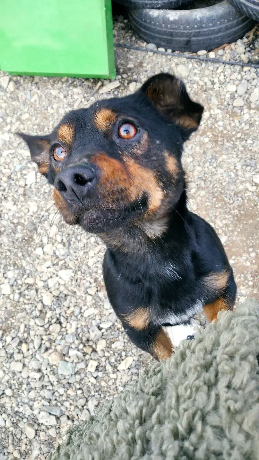 واگذاری سگ فیندو اصیل|سگ|شهریار, دهشاد بالا|دیوار