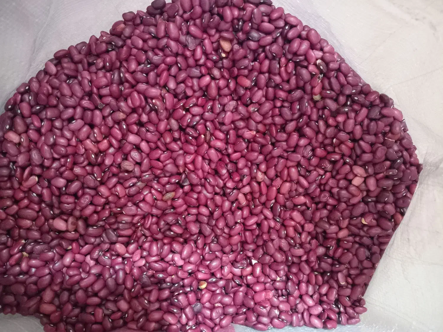 پخش انواحبوبات و مواد غذایی ( عمده و خرده )|خوردنی و آشامیدنی|تهران, صد دستگاه|دیوار
