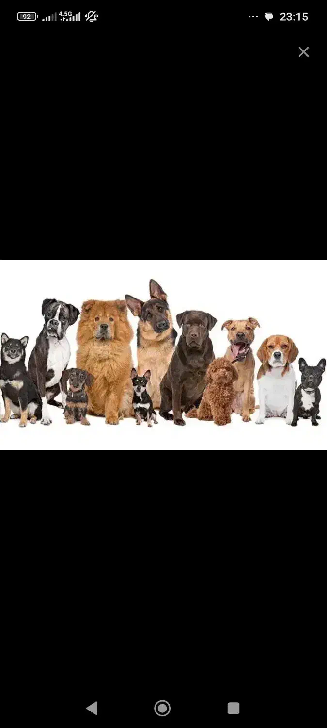 سگ پیدا شده|حیوانات|بم, |دیوار