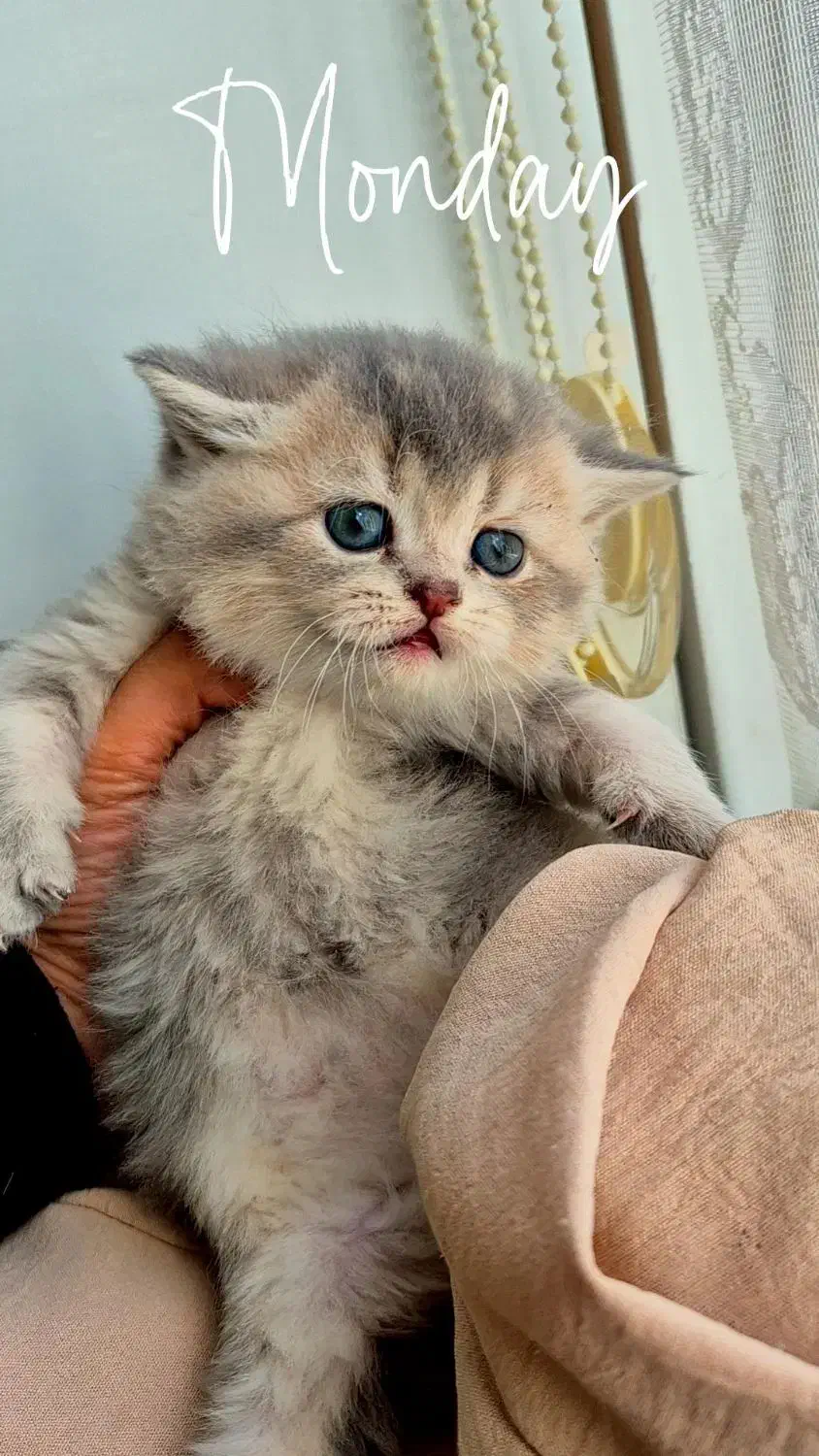 بریتیش بلو گلد|گربه|کرج, فاز ۲ مهرشهر|دیوار