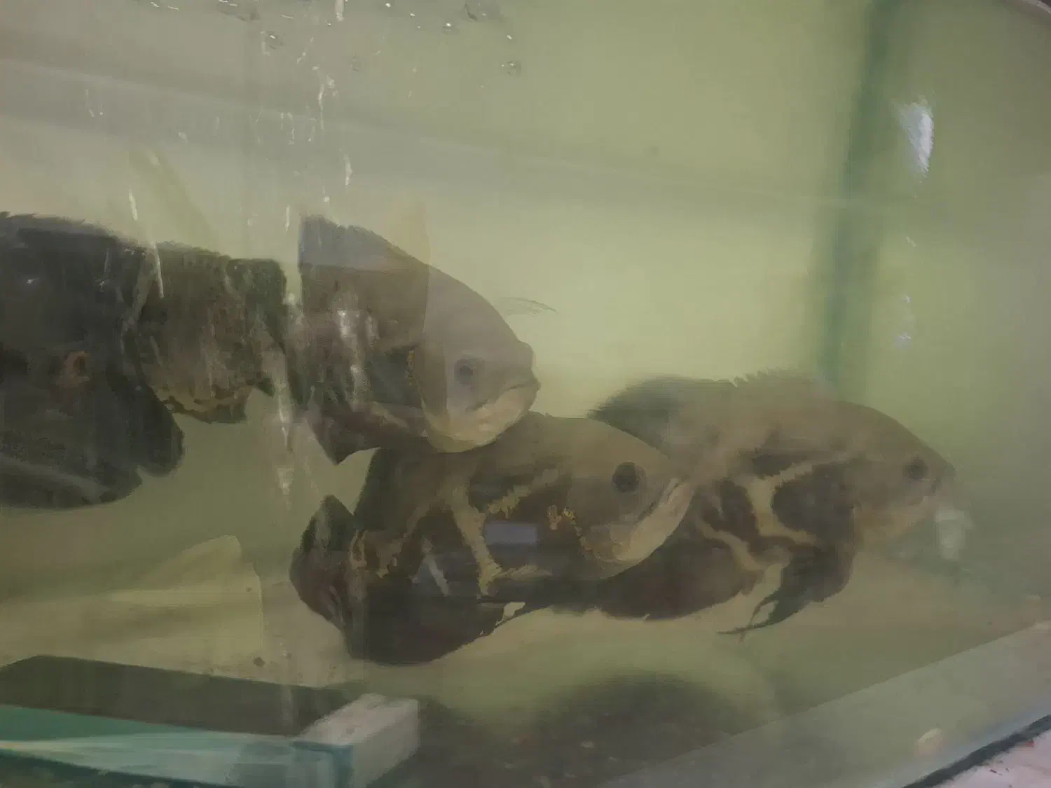 ماهی اسکار|ماهی|مشهد, امیرآباد|دیوار