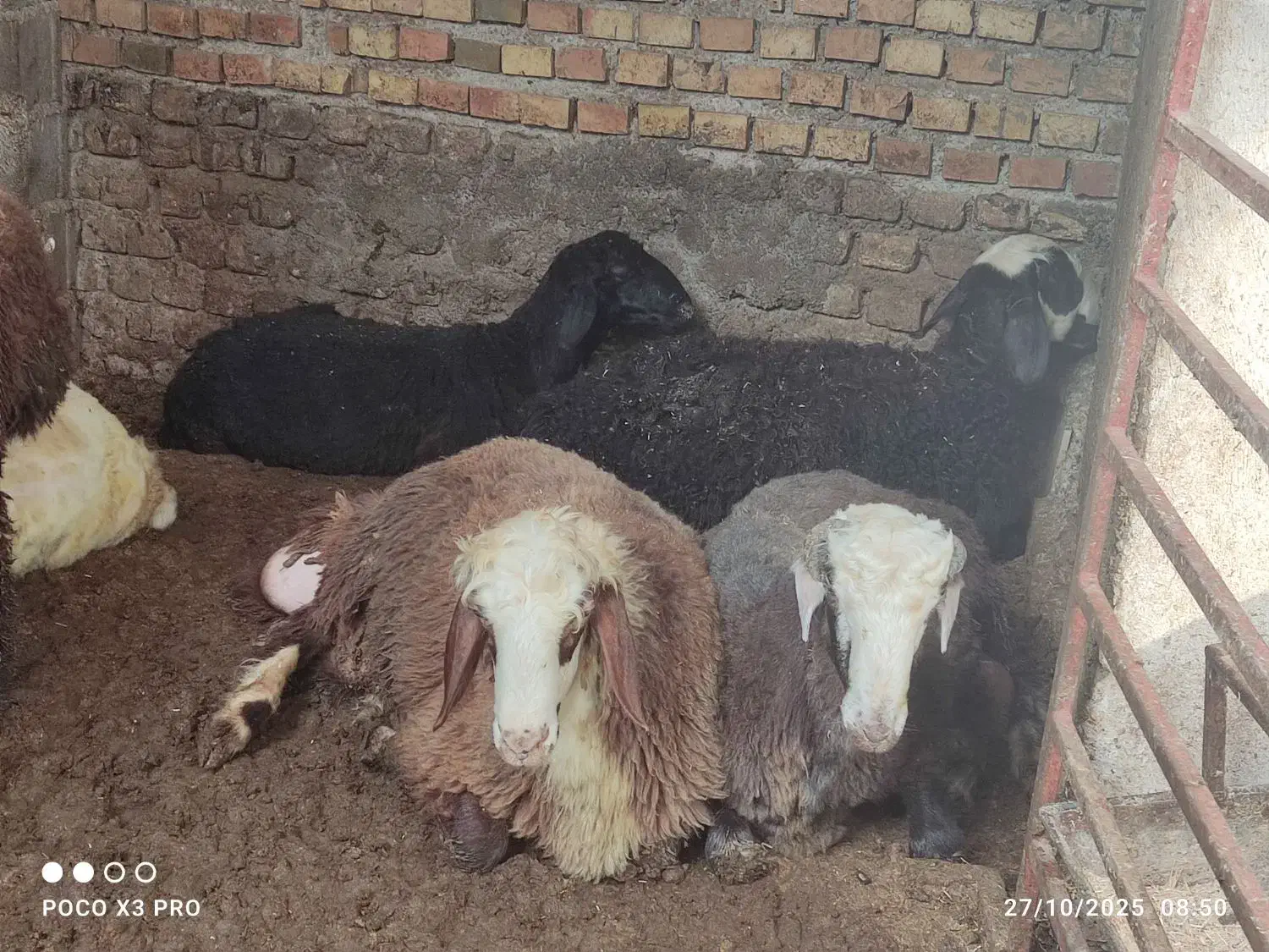 گوسفندوبره چاق|حیوانات مزرعه|علیآباد کتول, |دیوار