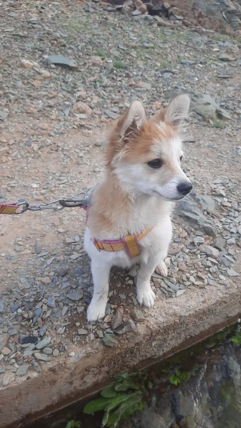 سگ اشپیتز آلمانی تیز و خیلی باهوش|سگ|یزد, |دیوار