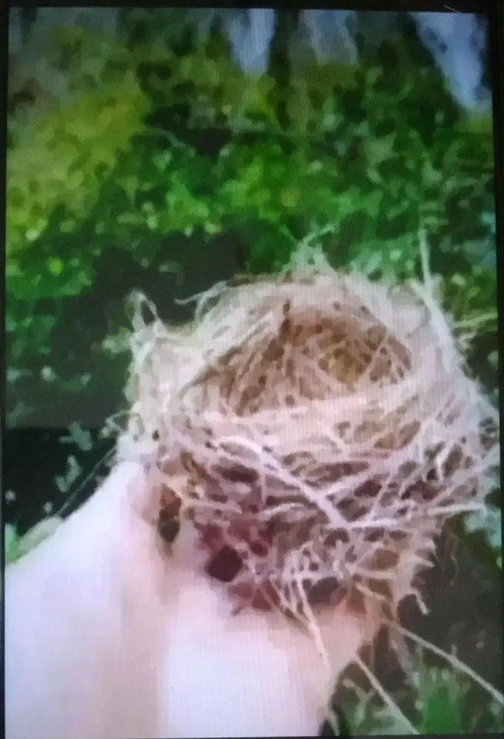 قناری|پرنده|امیدیه, |دیوار