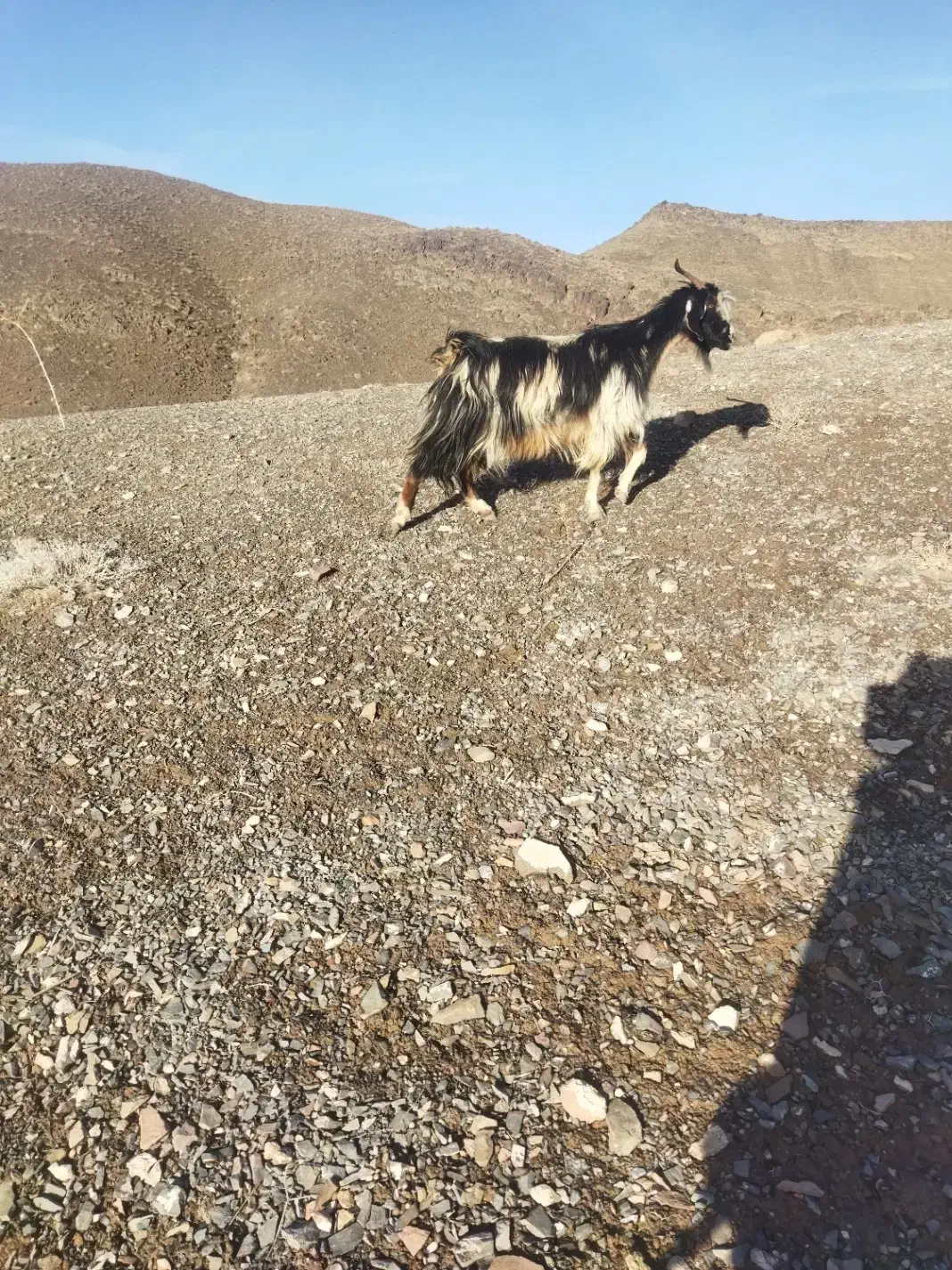 بز فروشی|حیوانات مزرعه|شاخنات, |دیوار