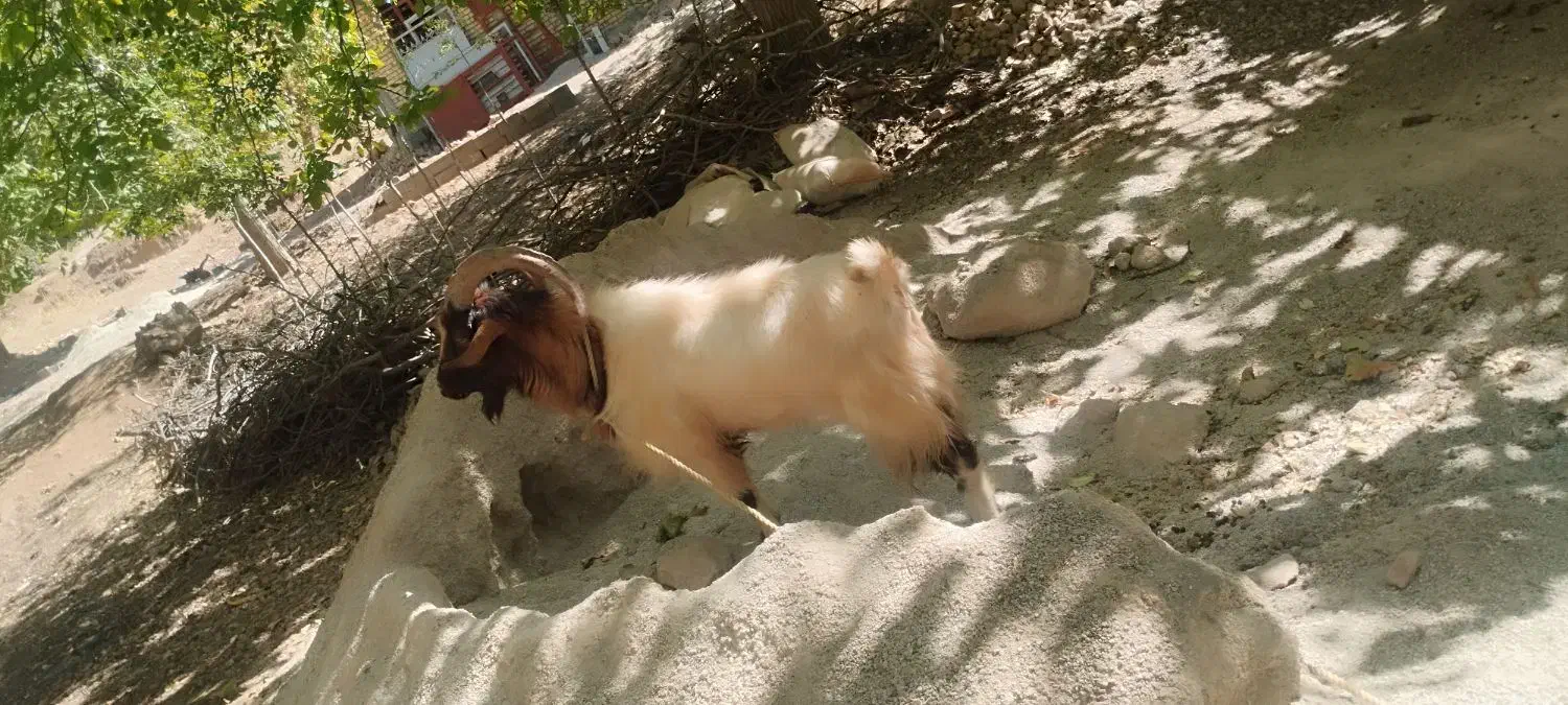 چپش فروشی|حیوانات مزرعه|پاتاوه, |دیوار