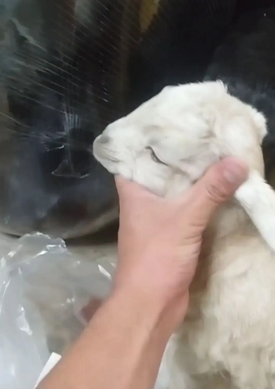 سه تا بزغاله شیرخوار|حیوانات مزرعه|قم, باغ کرباسی|دیوار