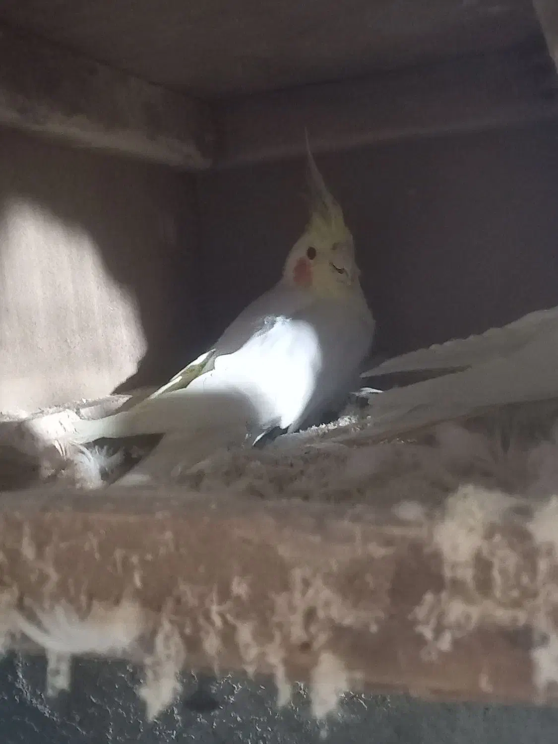 عروس هلندی|پرنده|سراوان, |دیوار