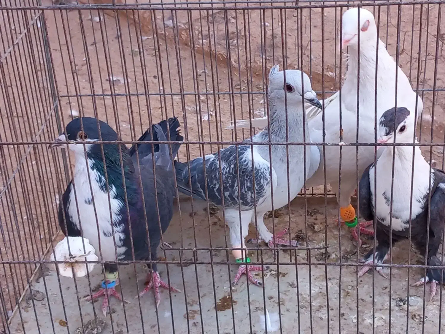 چهار تا کفتر شکار|پرنده|رفسنجان, |دیوار