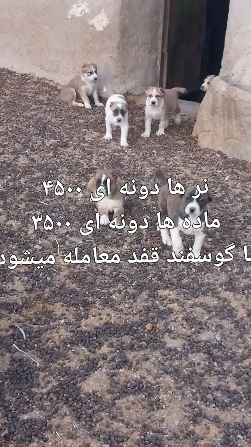 سگ..|سگ|فردوس (خراسان), |دیوار