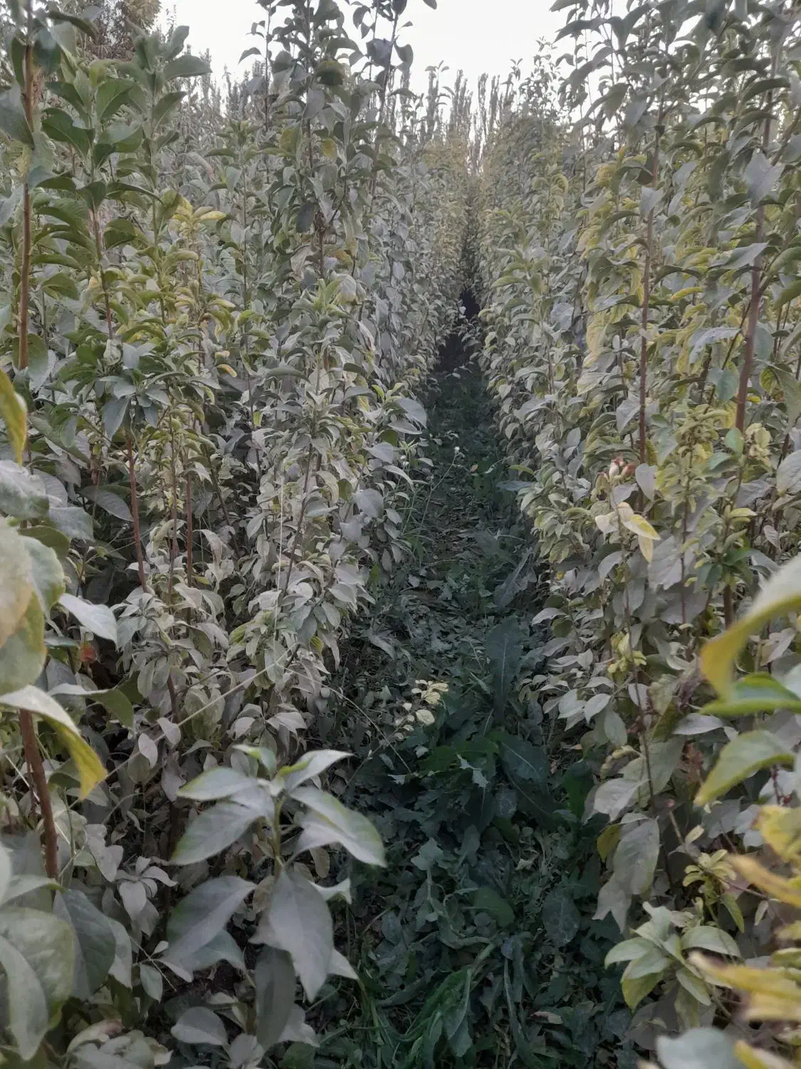 فروش نهال کبوده انگور گیلاس بادام زردآلو وغیره|خدمات باغبانی و درختکاری|میاندوآب, |دیوار