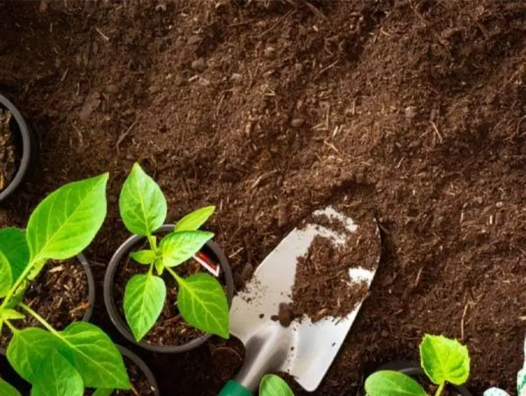 باغبانی و گل کاری|خدمات باغبانی و درختکاری|کیش, |دیوار