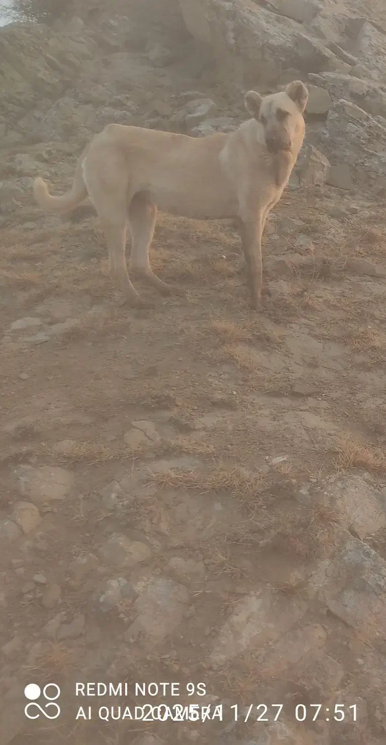 سگ ماده ۱۹ماهه|سگ|دره رود, |دیوار