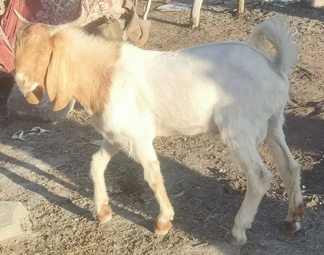 نری پاکستانی|حیوانات مزرعه|بشاگرد, |دیوار