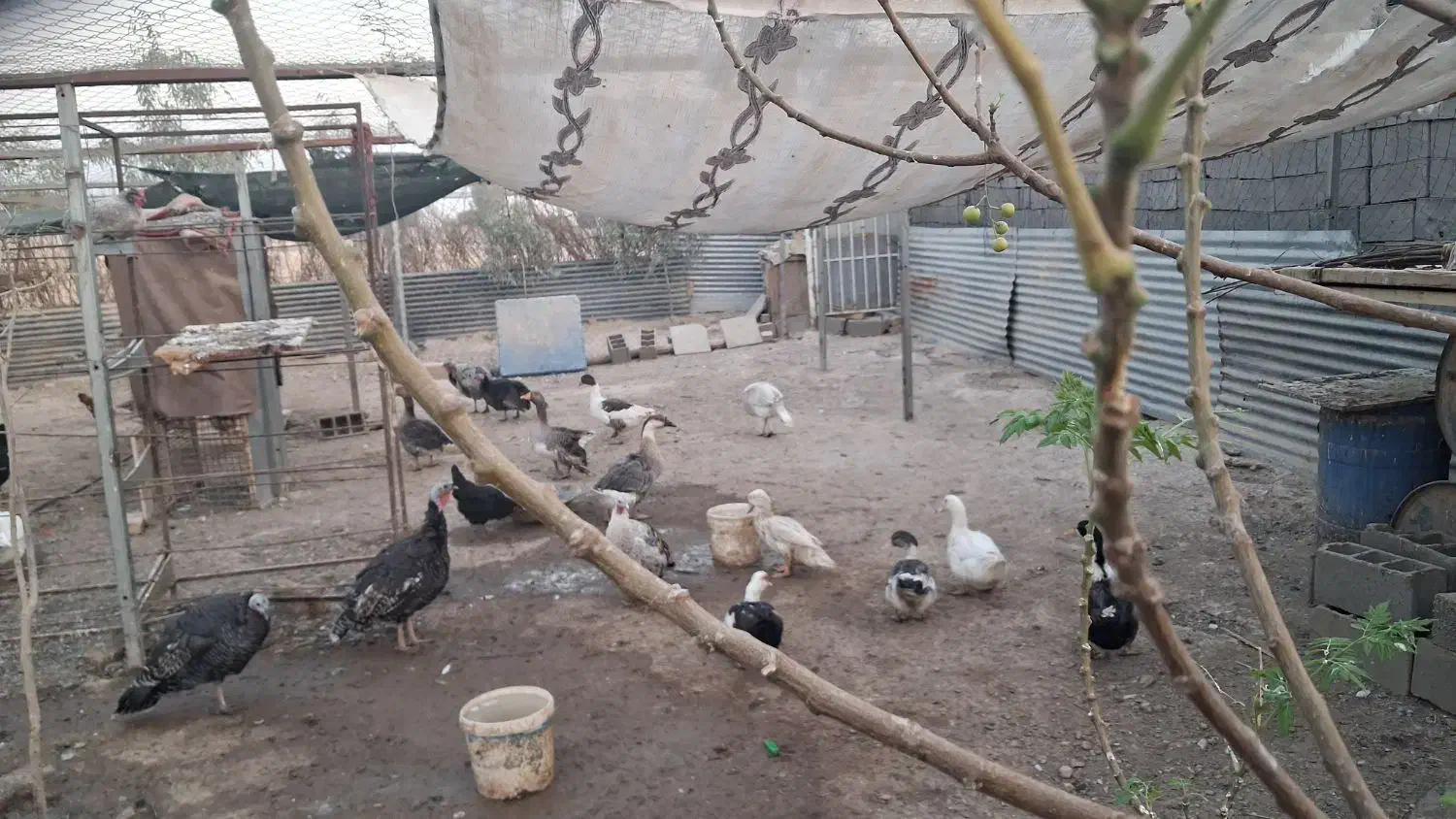 غاز و بوقلمون و اردک|حیوانات مزرعه|تهران, مخصوص|دیوار