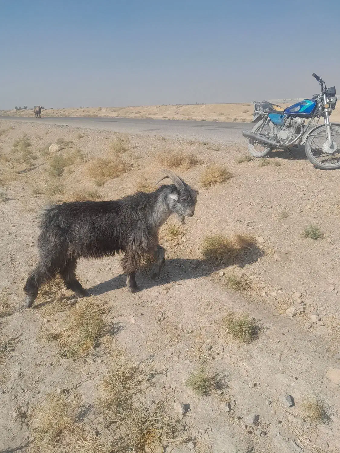 یه کهره چپش تخمی ویه راس بز چاق|حیوانات مزرعه|مرودشت, رامجرد یک|دیوار
