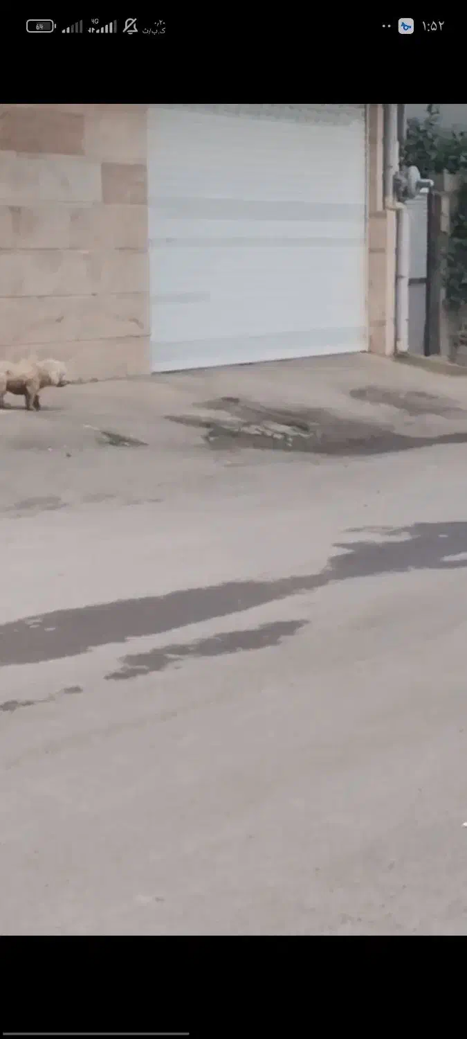 گمشده|حیوانات|رضوانشهر, |دیوار