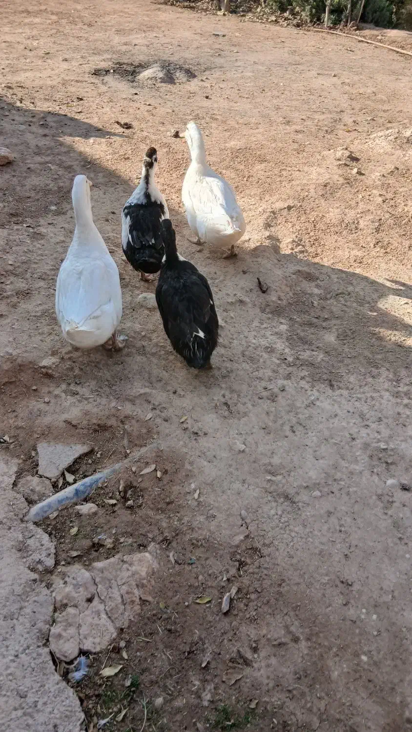 اردک جوان|پرنده|ارمند, |دیوار