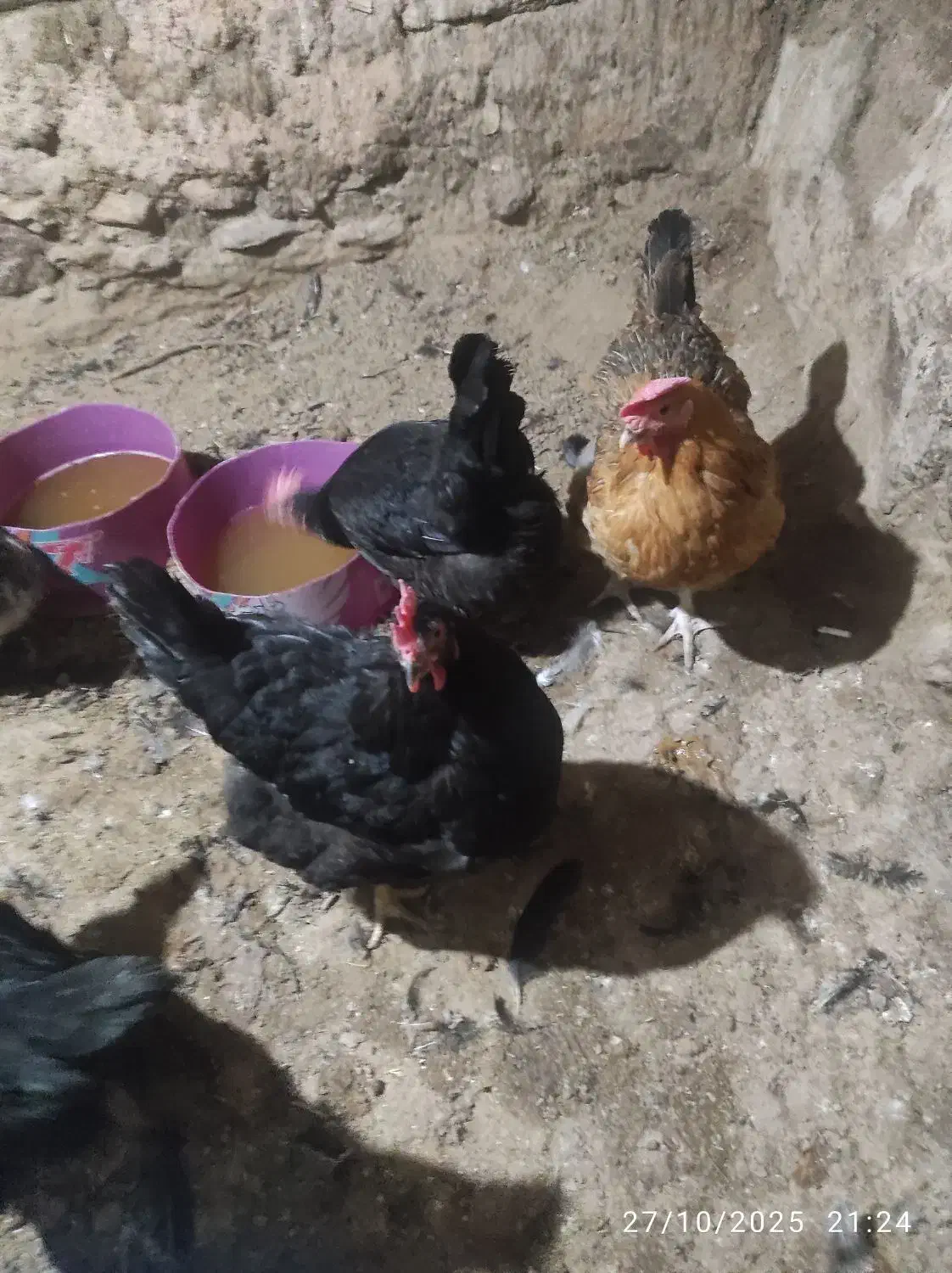 مرغ خانگی محلی.یک ساله.تخم گذار|حیوانات مزرعه|خرمدره, |دیوار