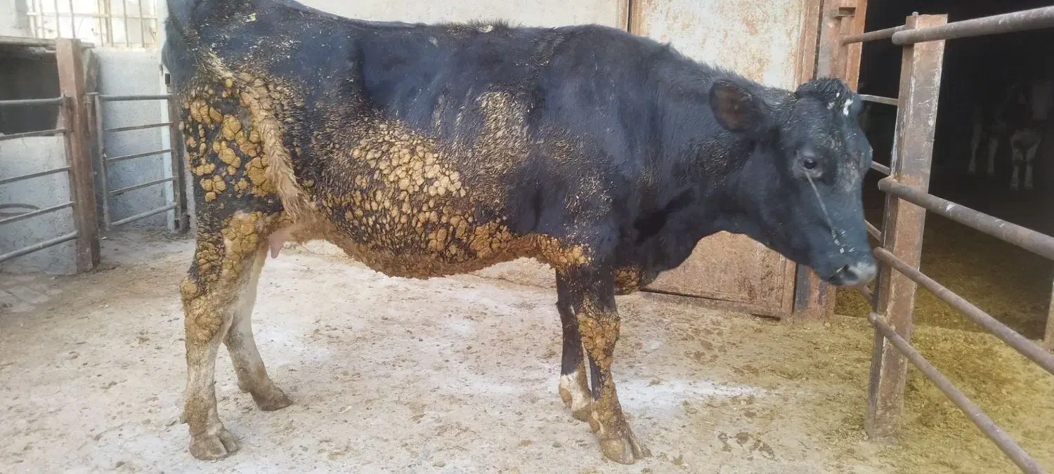 تلیسه صنعتی هلشتاین آبستن سنگین|حیوانات مزرعه|تهران, مهران|دیوار