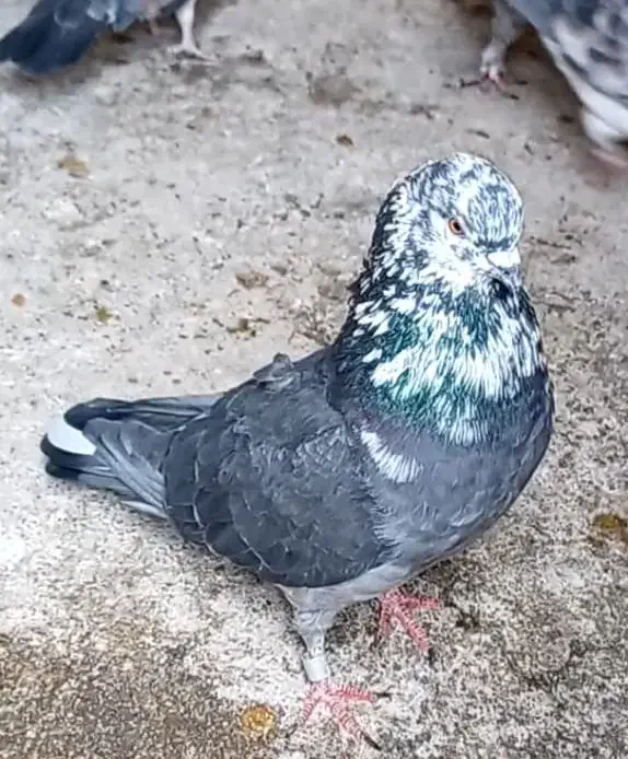 کفتر همچی تموم مخصوص عشق بازی|پرنده|مبارکه, |دیوار