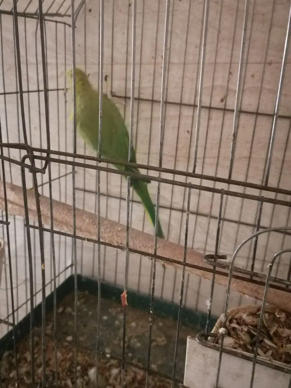 طوطی ماده|پرنده|شوش, |دیوار