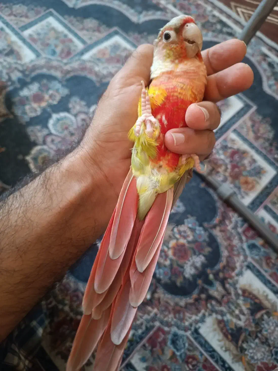 گرینچیک اکستریم رد آناناسی|پرنده|شیراز, دکتر حسابی|دیوار