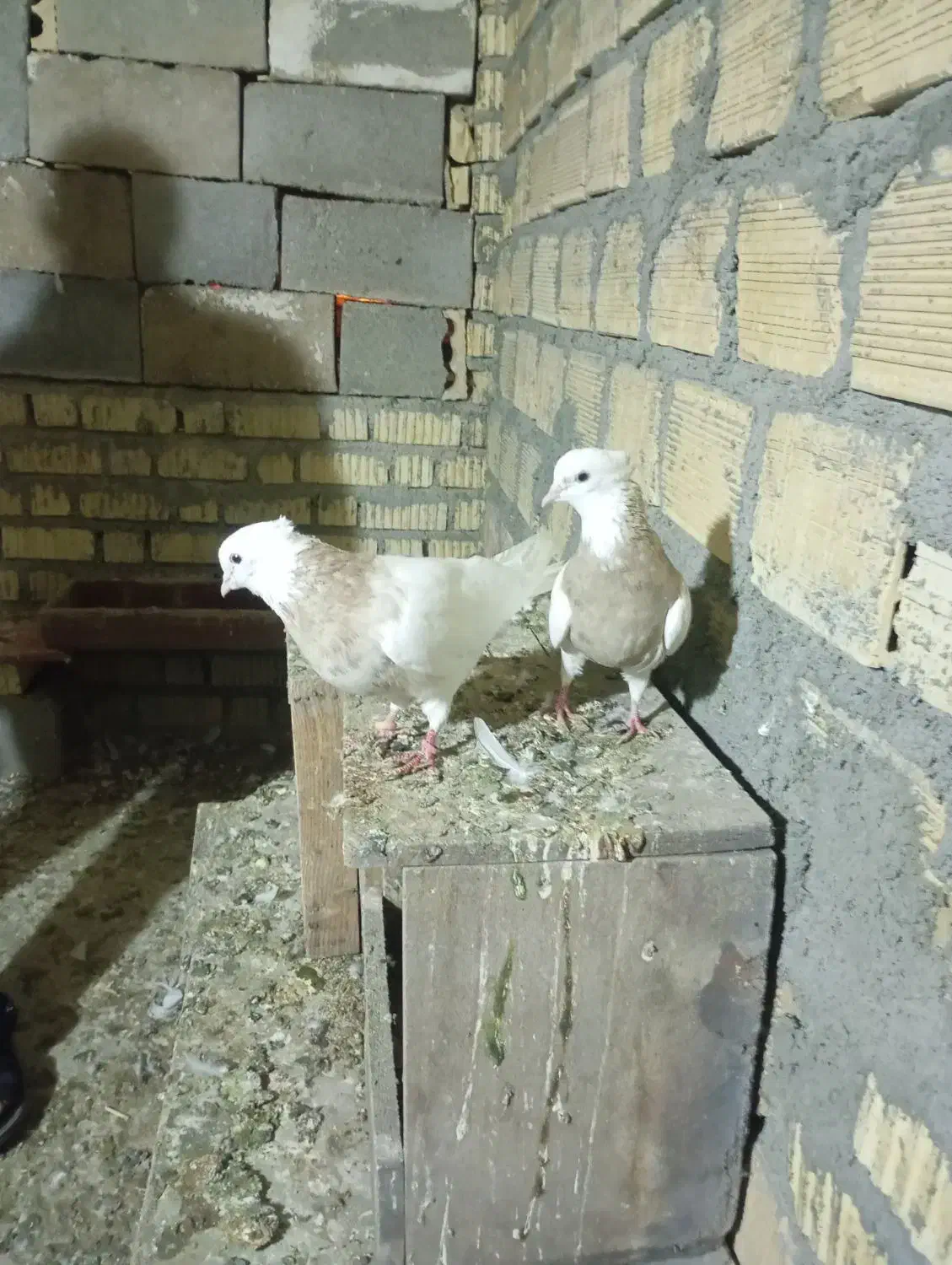 جفت آبی 2500جفت آجری 3تمن جفت لیمویی اجری 3تومان|پرنده|چرام, |دیوار