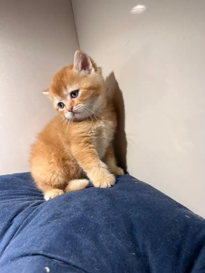 پسر بریتیش مو کوتاه گلد جینجر (پاستیل صورتی)|گربه|اصفهان, رزمندگان|دیوار